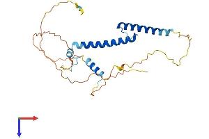 MYF5 Protein (AA 1-255) (His tag)