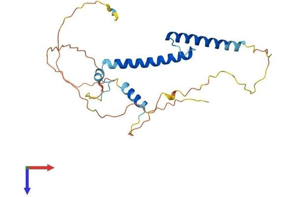 MYF5 Protein (AA 1-255) (His tag)