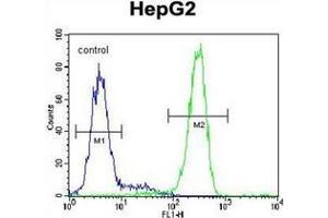 Flow cytometric analysis of HepG2 cells using LRRC40 Antibody (C-term) Cat. (LRRC40 Antikörper  (C-Term))
