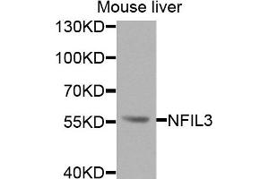 Western blot analysis of extracts of mouse liver cells, using NFIL3 antibody.