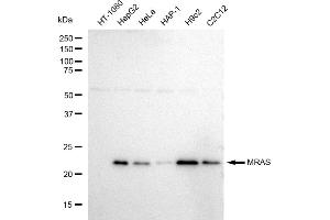 Western blotting analysis using MRAS antibody (ABIN7799496). (Rekombinanter MRAS Antikörper)
