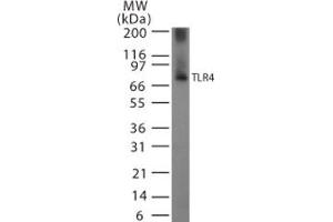 Image no. 3 for anti-Toll-Like Receptor 4 (TLR4) (AA 418-435) antibody (ABIN208630)