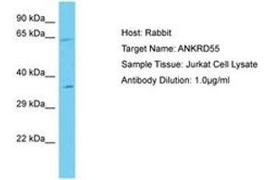 Image no. 1 for anti-Ankyrin Repeat Domain 55 (ANKRD55) (AA 317-366) antibody (ABIN6750677) (ANKRD55 Antikörper  (AA 317-366))