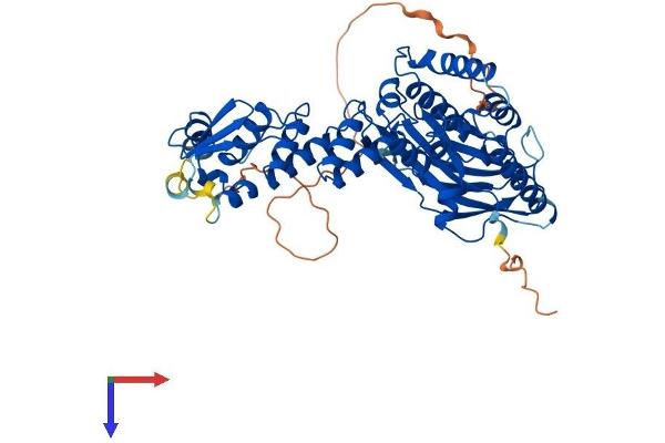 GMCL1 Protein (AA 1-524) (His tag)