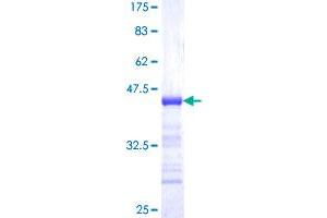 Image no. 1 for Timeless Homolog (TIMELESS) (AA 1109-1207) protein (GST tag) (ABIN1322763) (TIMELESS Protein (AA 1109-1207) (GST tag))