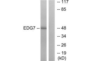 Western Blotting (WB) image for anti-Lysophosphatidic Acid Receptor 3 (LPAR3) (C-Term) antibody (ABIN1852940) (LPAR3 Antikörper  (C-Term))
