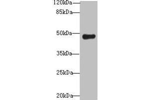 Western blot All lanes: RNF128 antibody at 12 μg/mL + Mouse liver tissue Secondary Goat polyclonal to rabbit IgG at 1/10000 dilution Predicted band size: 47, 45 kDa Observed band size: 47 kDa (RNF128 Antikörper  (AA 229-400))