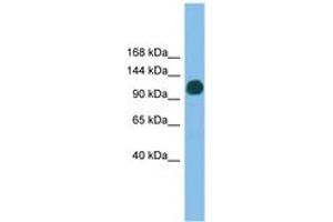 Image no. 1 for anti-Ubiquitin Specific Peptidase 36 (USP36) (AA 71-120) antibody (ABIN6745197)