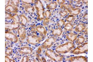 Anti- Grp75 Picoband antibody,IHC(P) IHC(P): Mouse Kidney Tissue