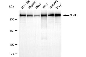 anti-Filamin A, alpha (FLNA) antibody