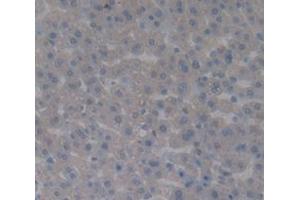 IHC-P analysis of Rat Tissue, with DAB staining. (Complement Factor B Antikörper  (AA 34-159))