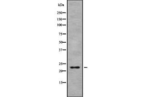 Western blot analysis of HP1gamma using 293 whole cell lysates (CBX3 Antikörper  (Internal Region))