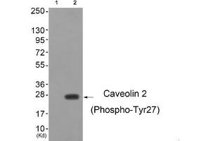 Western blot analysis of extracts from cos-7 cells (Lane 2), using Caveolin 2 (Phospho-Tyr27) Antibody. (Caveolin 2 Antikörper  (pTyr27))
