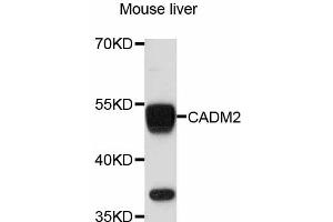 Western blot analysis of extracts of mouse liver, using CADM2 antibody (ABIN4903105) at 1:3000 dilution. (CADM2 Antikörper)