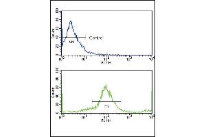 Flow cytometric analysis of MCF-7 cells using HER2/ErbB2 Antibody (N-term) (bottom histogram) compared to a negative control (top histogram). (ErbB2/Her2 Antikörper  (N-Term))