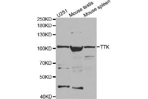 Western blot analysis of extracts of various cell lines, using TTK antibody (ABIN5971335) at 1/1000 dilution. (Mps1 Antikörper)
