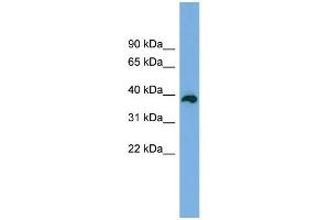 WB Suggested Anti-DEDD2 Antibody Titration: 0.