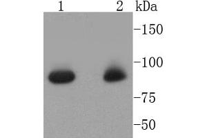 Lane 1: Hela, Lane 2: K562 cell lysates, probed with STAT5a (6E5) Monoclonal Antibody  at 1:1000 overnight at 4˚C.