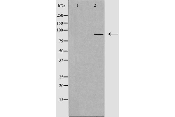 Cadherin 8 Antikörper  (Internal Region)