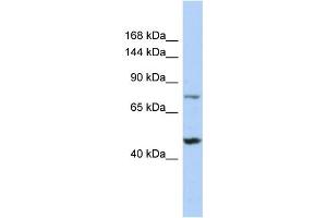 Host: Rabbit Target Name: MGA Sample Type: 721_B Whole Cell lysates Antibody Dilution: 1. (MGA (C-Term) Antikörper)