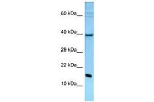 Image no. 1 for anti-Polymerase (DNA Directed), epsilon 3 (p17 Subunit) (POLE3) (C-Term) antibody (ABIN6748321) (POLE3 Antikörper  (C-Term))