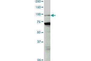 PCAF monoclonal antibody (M04), clone 5E11. (KAT2B Antikörper  (AA 353-452))