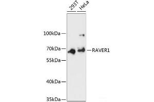 Western blot analysis of extracts of various cell lines using RAVER1 Polyclonal Antibody at dilution of 1:3000. (RAVER1 Antikörper)