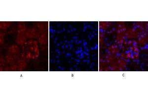 Immunofluorescence analysis of mouse kidney tissue. (Cyclin A Antikörper  (AA 190-270))