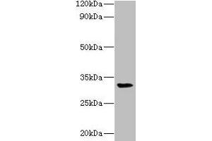 Western blot All lanes: RPSA antibody at 2 μg/mL + Mouse small intestine tissue Secondary Goat polyclonal to rabbit lgG at 1/15000 dilution Predicted band size: 33 kDa Observed band size: 33 kDa (RPSA/Laminin Receptor Antikörper  (AA 2-294))