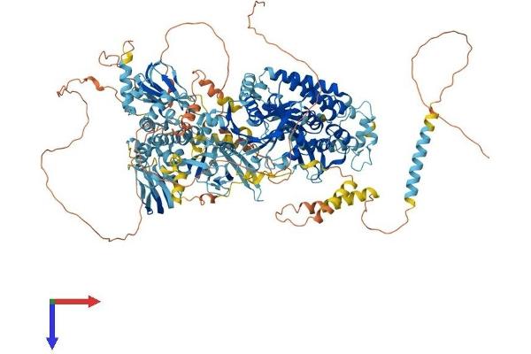 PNPLA6 Protein (AA 1-1355) (His tag)