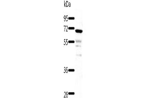 Western Blotting (WB) image for anti-TNF Receptor-Associated Factor 3 (TRAF3) antibody (ABIN2426452) (TRAF3 Antikörper)