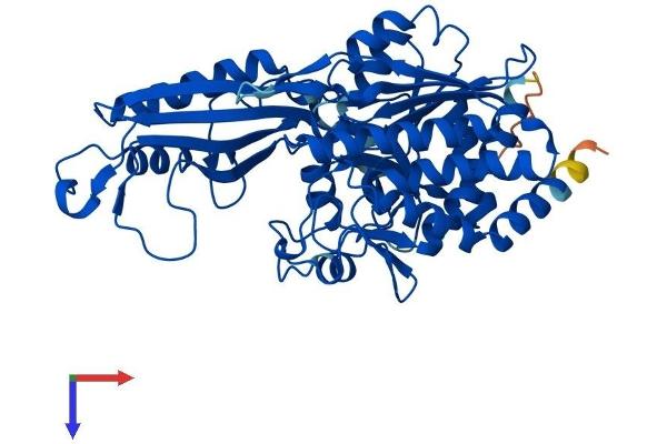 CNDP1 Protein (AA 1-492) (His tag)