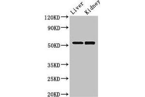 Western Blot Positive WB detected in: Mouse liver tissue, Mouse kidney tissue All lanes: PNLIPRP3 antibody at 3. (PNLIPRP3 Antikörper  (AA 201-467))