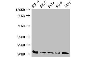 Western Blot Positive WB detected in: MCF-7 whole cell lysate, 293T whole cell lysate, Hela whole cell lysate, K562 whole cell lysate, A431 whole cell lysate All lanes: AK6 antibody at 0. (TAF9 Antikörper  (AA 1-264))