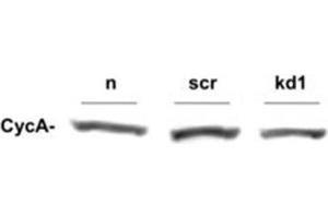 Western Blotting (WB) image for anti-Cyclin A2 (CCNA2) antibody (ABIN97945)