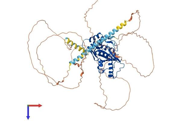 SENP1 Protein (AA 1-644) (His tag)