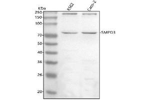 Western blot analysis of SMPD3 using anti-SMPD3 antibody (ABIN7600377).