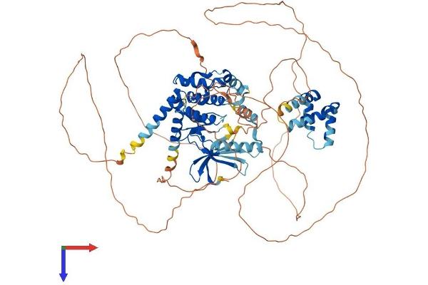 NEK4 Protein (AA 1-792) (His tag)