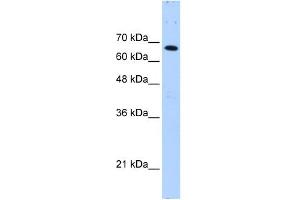 WB Suggested Anti-FBXW7 Antibody Titration:  0.