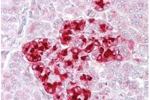 Anti-IGFBP7 antibody IHC staining of human pancreas. (IGFBP7 Antikörper  (AA 194-207))