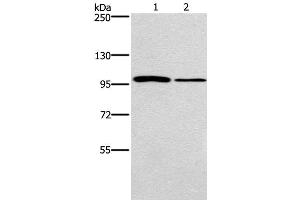Western Blot analysis of NIH/3T3 and A172 cell using CARD14 Polyclonal Antibody at dilution of 1:800 (CARD14 Antikörper)