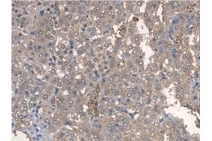 Immunohistochemistry (IHC) image for anti-Aryl Hydrocarbon Receptor Nuclear Translocator-Like (ARNTL) (AA 1-169) antibody (ABIN7435529)