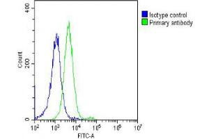 Overlay histogram showing Hela cells stained with Antibody (green line). (DNM2 Antikörper  (AA 213-247))