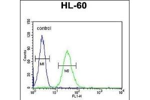 CD80 Antibody (C-term) (ABIN651210 and ABIN2840132) flow cytometric analysis of HL-60 cells (right histogram) compared to a negative control cell (left histogram). (CD80 Antikörper  (C-Term))