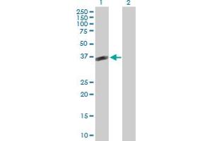 Western Blot analysis of POMC expression in transfected 293T cell line by POMC MaxPab polyclonal antibody. (POMC Antikörper  (AA 1-267))