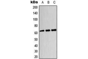 Western blot analysis of CRMP3 expression in HeLa (A), U87MG (B), HT29 (C) whole cell lysates. (DPYSL4 Antikörper  (Center))