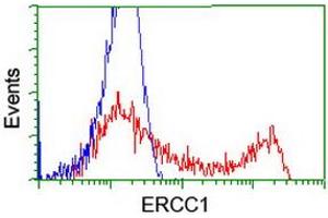 Flow Cytometry (FACS) image for anti-Excision Repair Cross Complementing Polypeptide-1 (ERCC1) antibody (ABIN1498066) (ERCC1 Antikörper)