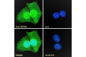 Immunofluorescence (IF) image for anti-Myeloid Differentiation Primary Response Gene (88) (MYD88) (Internal Region) antibody (ABIN185362)