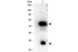 Western Blot of Peroxidase conjugated Rabbit Anti-Guinea Pig IgG secondary antibody. (Kaninchen anti-Meerschweinchen IgG (Heavy & Light Chain) Antikörper (HRP))