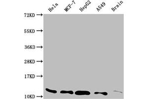 Western Blot Positive WB detected in: Hela whole cell lysate, MCF-7 whole cell lysate, HepG2 whole cell lysate, A549 whole cell lysate, Rat brain tissue All lanes: TXN antibody at 1:2000 Secondary Goat polyclonal to rabbit IgG at 1/50000 dilution Predicted band size: 10, 12 kDa Observed band size: 12 kDa (Rekombinanter TXN Antikörper)